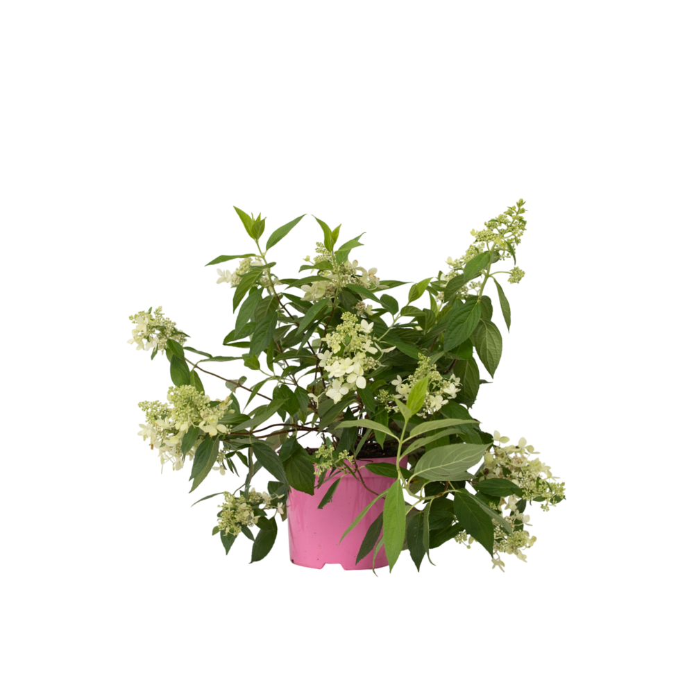 Hortensia - hydrangea paniculata 'confetti' - hauteur 25-40cm - ⌀19cm