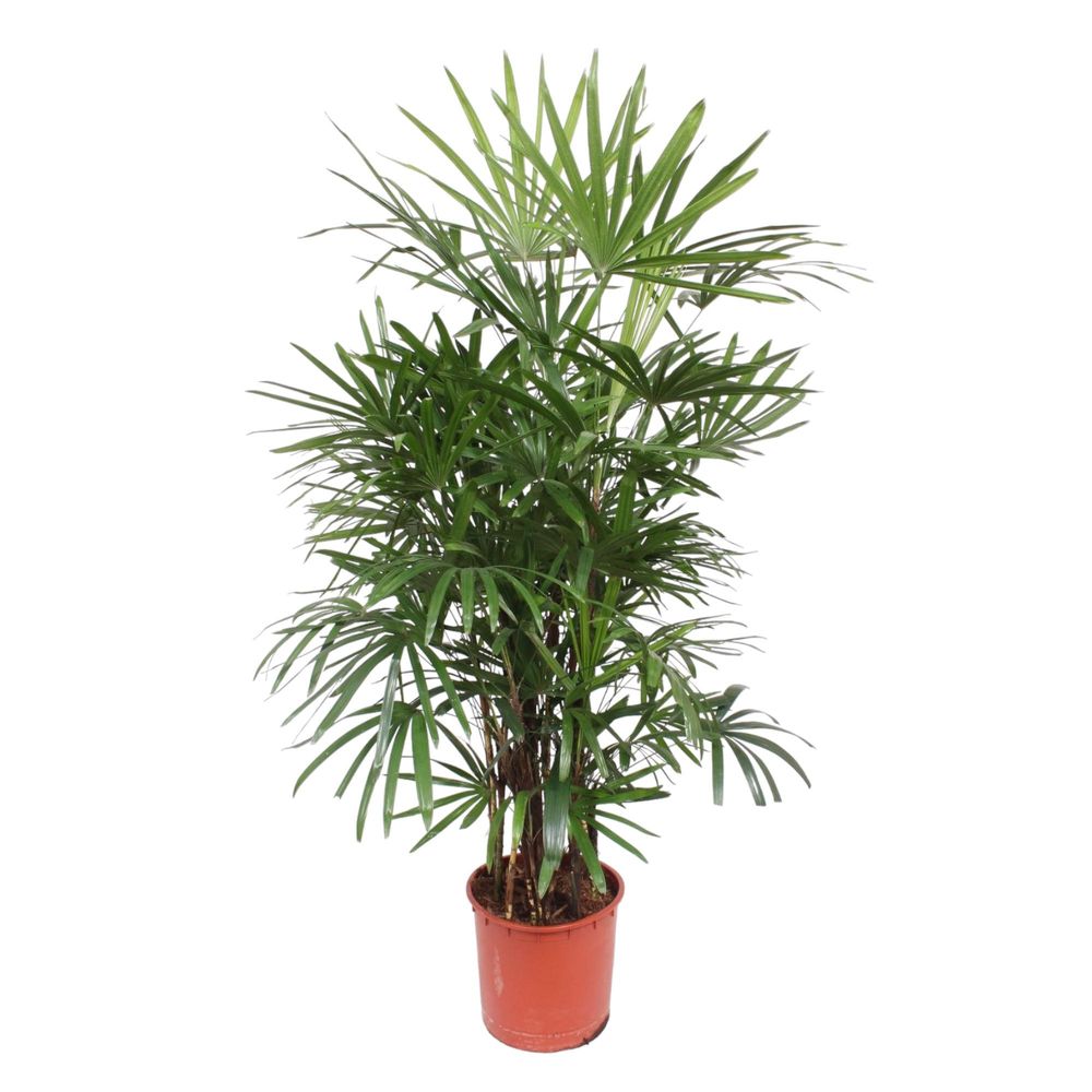 Rhapis excelsa - plantes d'intérieur