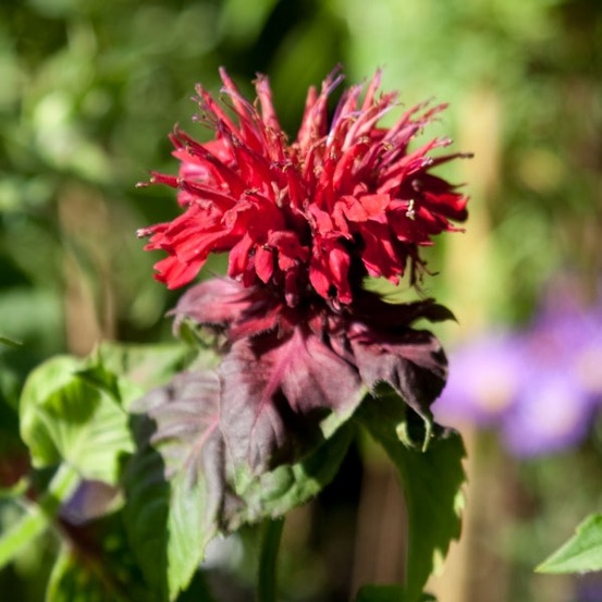 Monarde 'fireball'® godet de 8/9 cm
