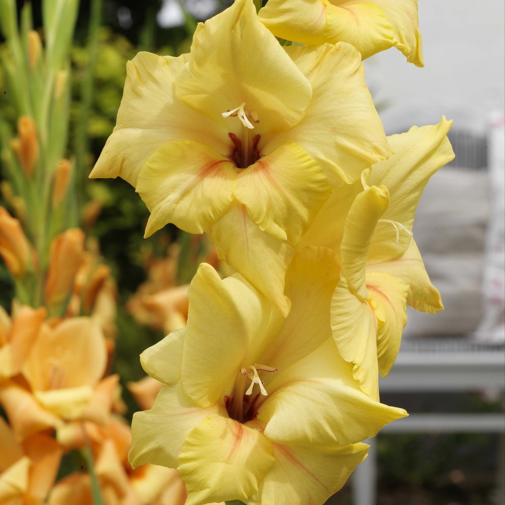 Glaïeul 'ovatie' bulbe calibre 10+ (par 20)