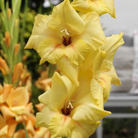 Glaïeul 'ovatie' bulbe calibre 10+ (par 20)