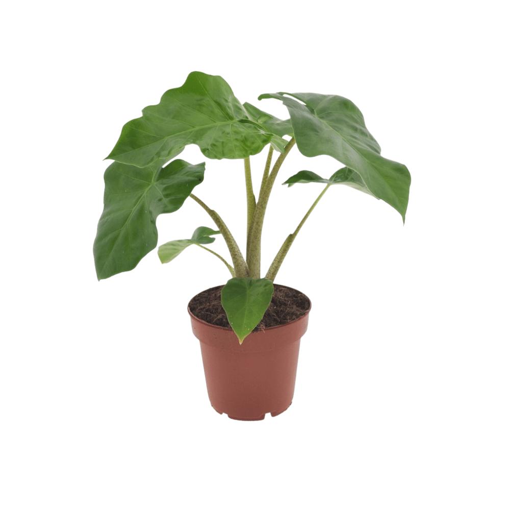 Alocasia low raider - plantes d'intérieur