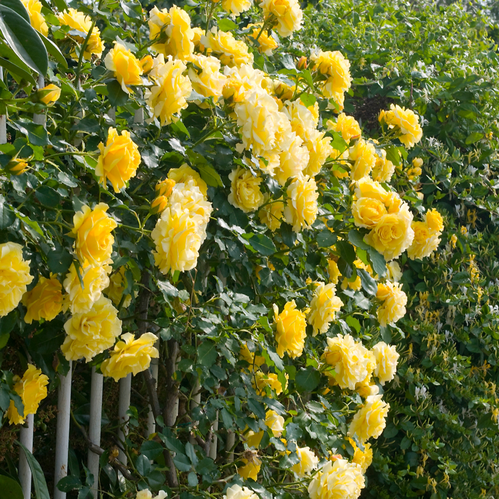 Rosier grimpant golden showers - le rosier