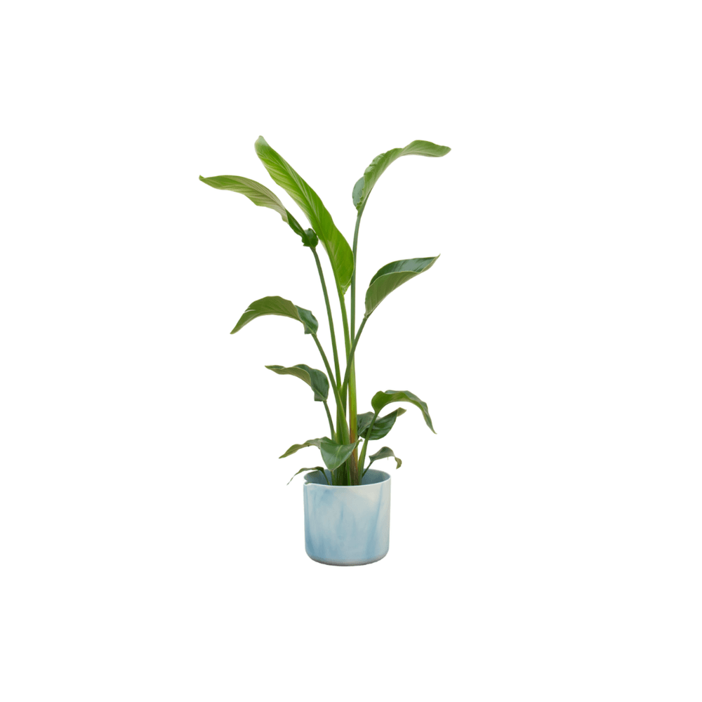 Strelitzia nicolai - plantes d'intérieur