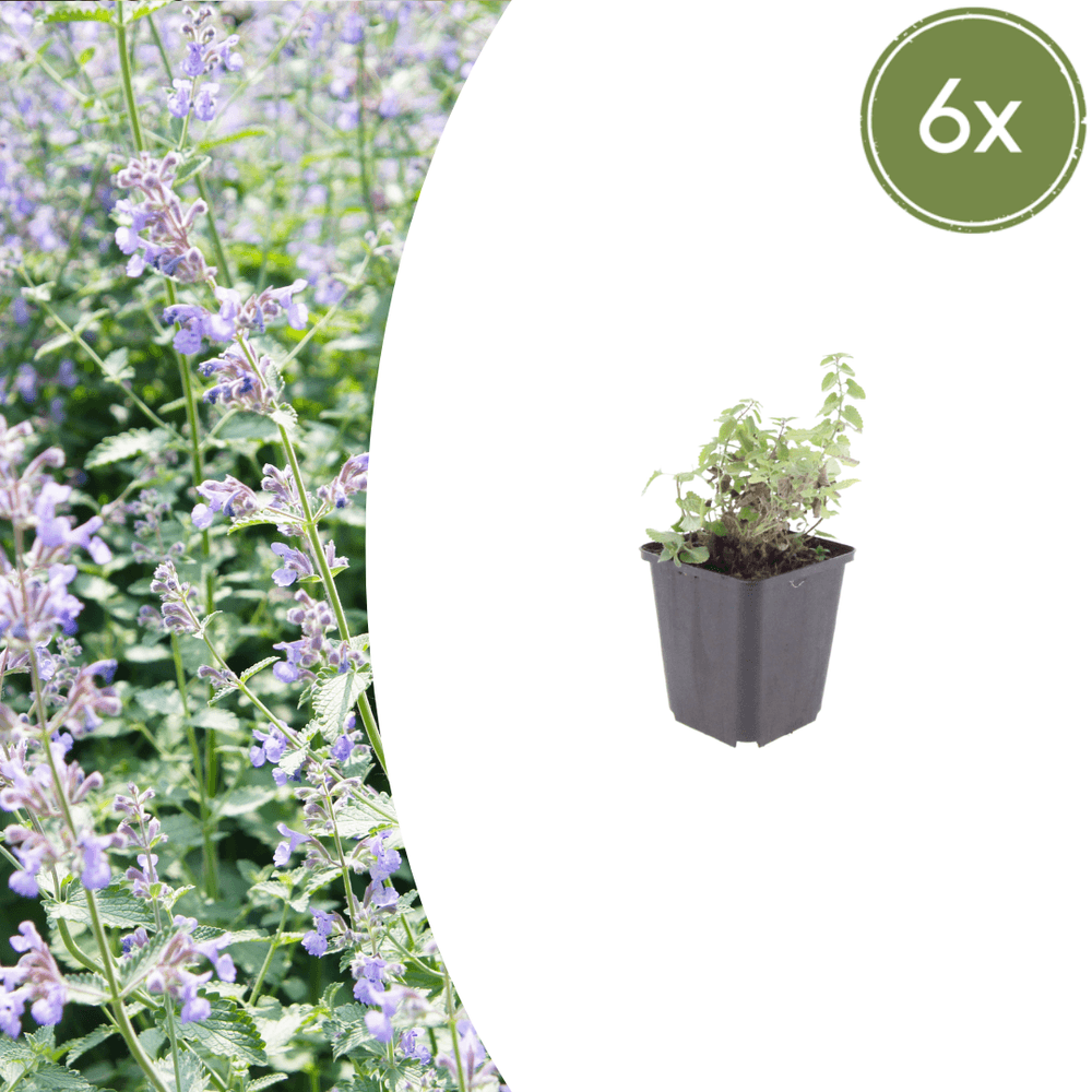 Menthe des chats (nepeta × faassenii) 'nepeta' - 6