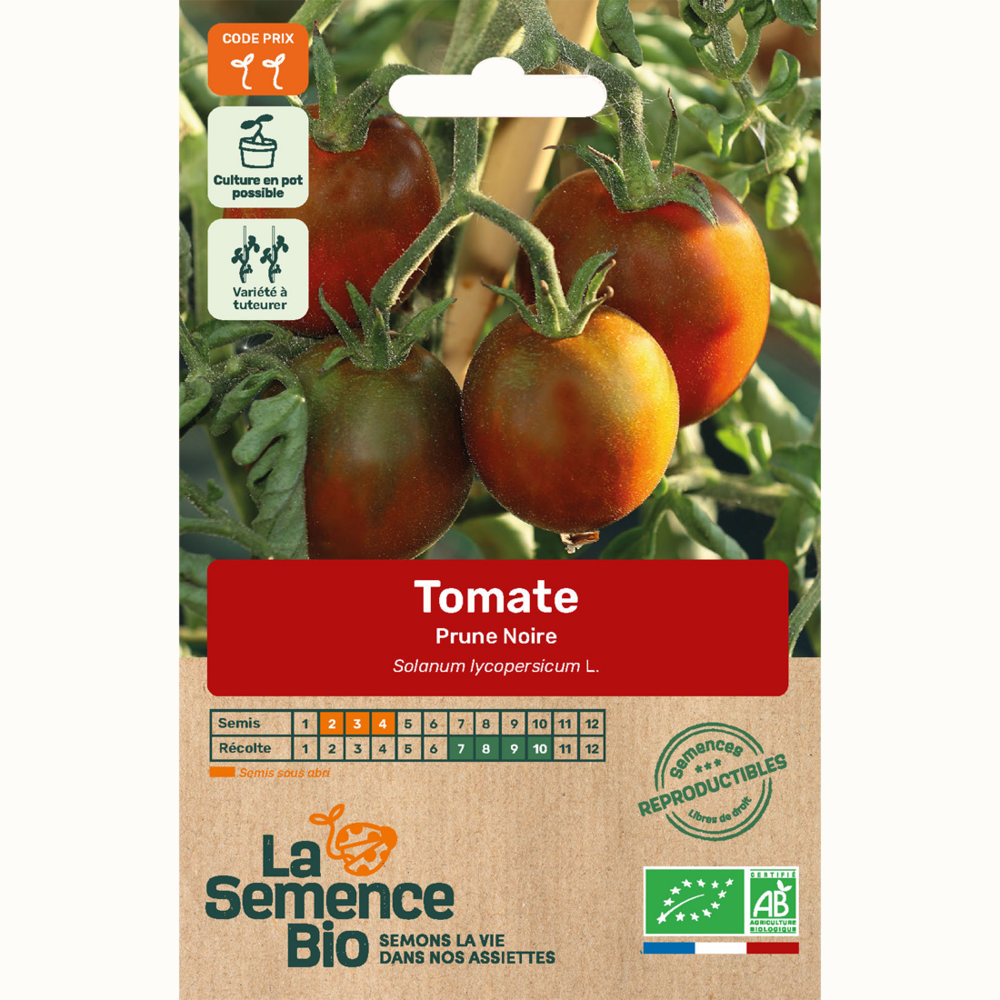 Tomate prune noire - graines bio