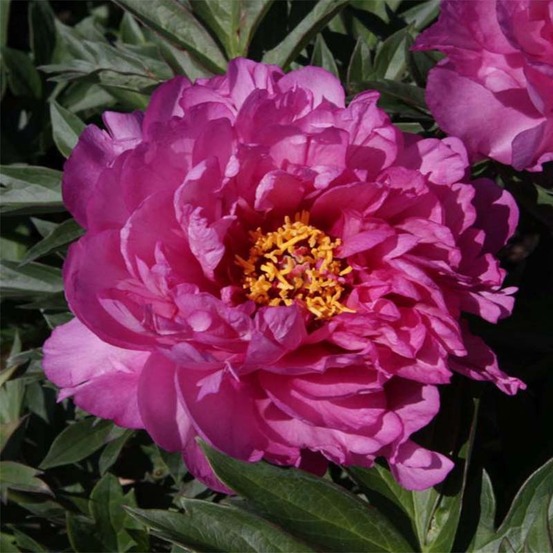 Pivoine 'first arrival' pot de 3l/4l