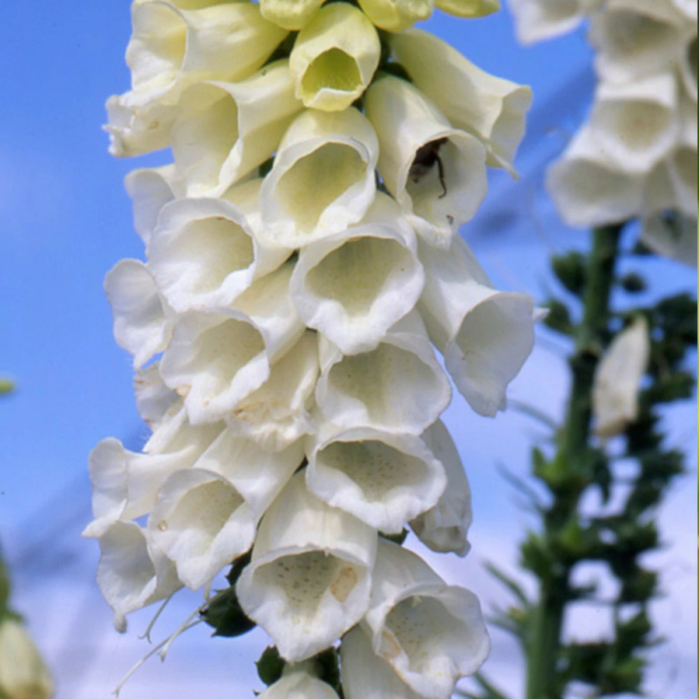 Digitale pourpre alba lot de 3 godets