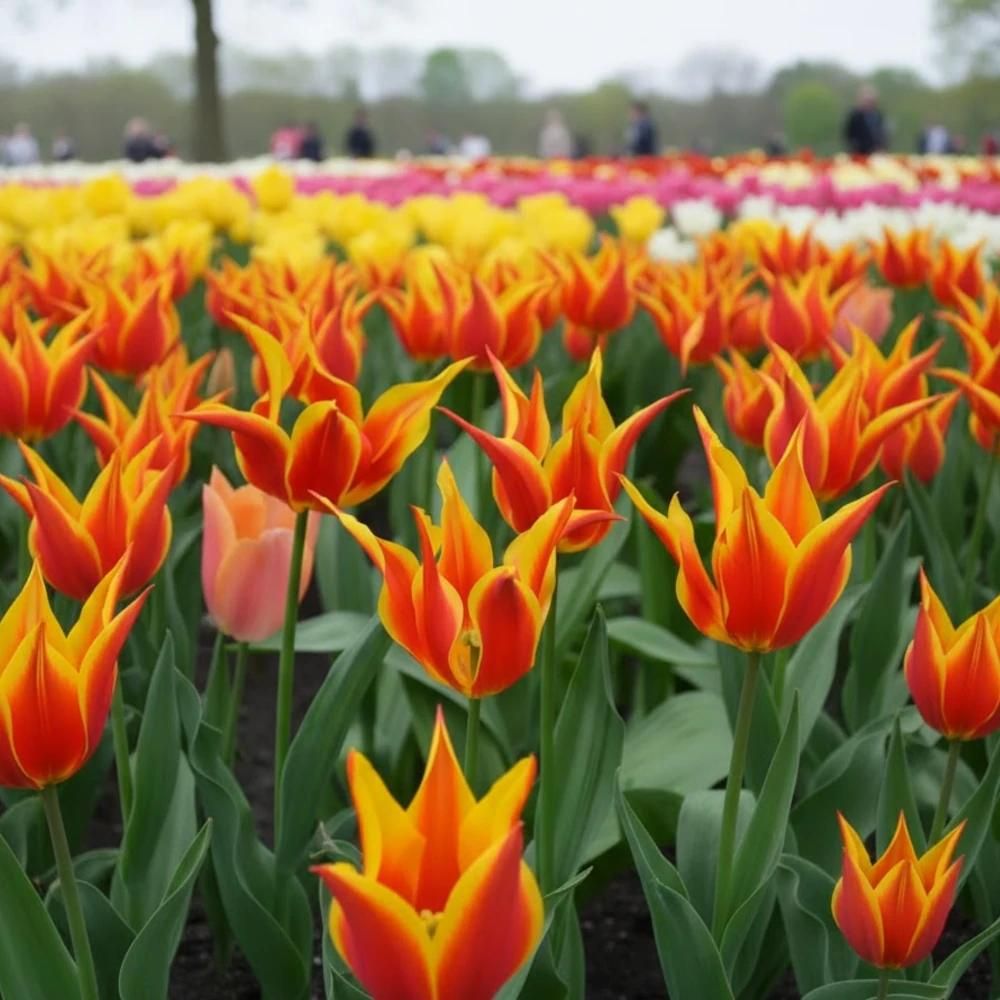 Bulbe de tulipe fleur de lis fly away sachet de 8 bulbes