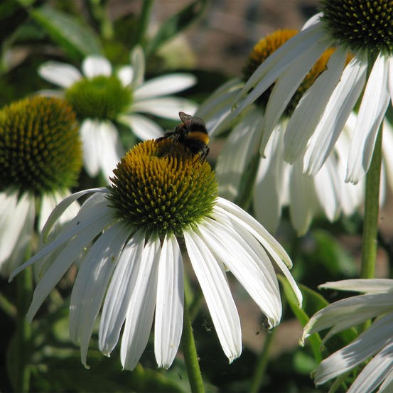 Rudbeckia pourpre 'white swan' sachet de 1g