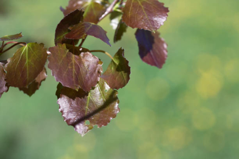 Betula crimson frost c15l baliveau 150/250 cm (hors pot)