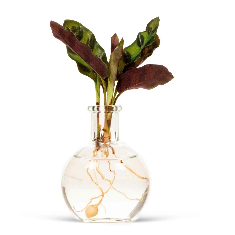 Calathea insignis et son vase - les kit