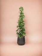 Plante d'intérieur - epipremnum aureum pothos 160cm