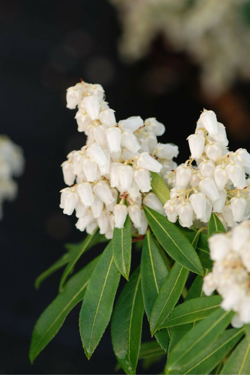 Andromède 'flaming silver' - en pot de 5 litres