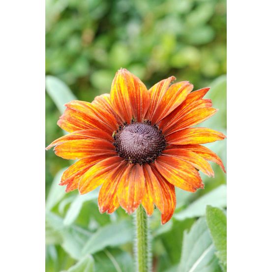 Echibeckia 'orange' - en pot de 3 litres