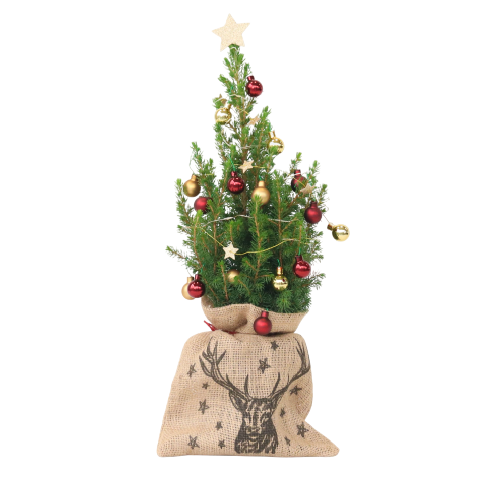 Mini-sapin avec sac-en-jute - picea glauca conica - 55-65cm - ⌀15cm