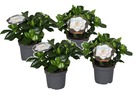 Set de 4 gardenia jasminoides - plantes d'intérieur jasmin du cap - pot 13cm - hauteur 20-30cm