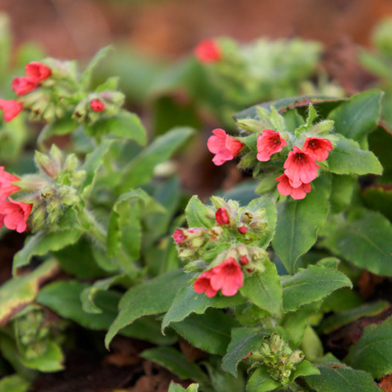 6 x pulmonaire rouge 'redstart' - pulmonaria rubra 'redstart' - godet 9cm x 9cm