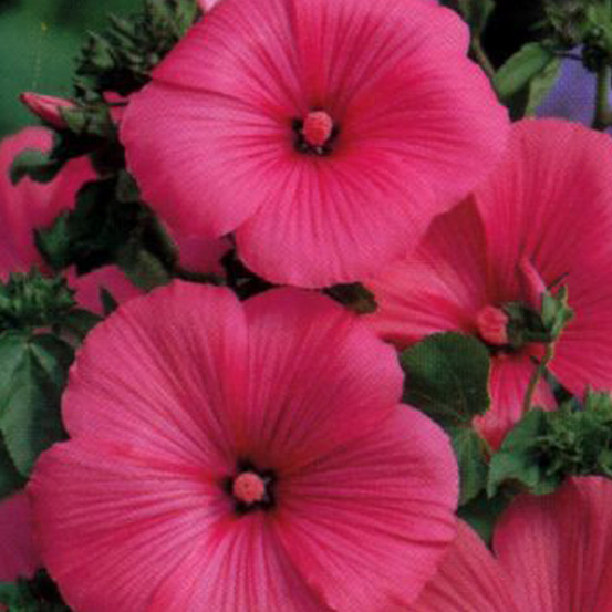 2 x lavatère 'burgundy wine' - lavatera 'burgundy wine' - 25-30 cm pot