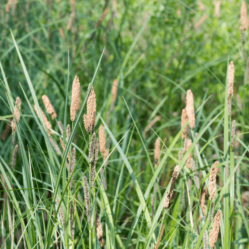 Laîche pendante - carex pendula 50/60 cm pot 3l