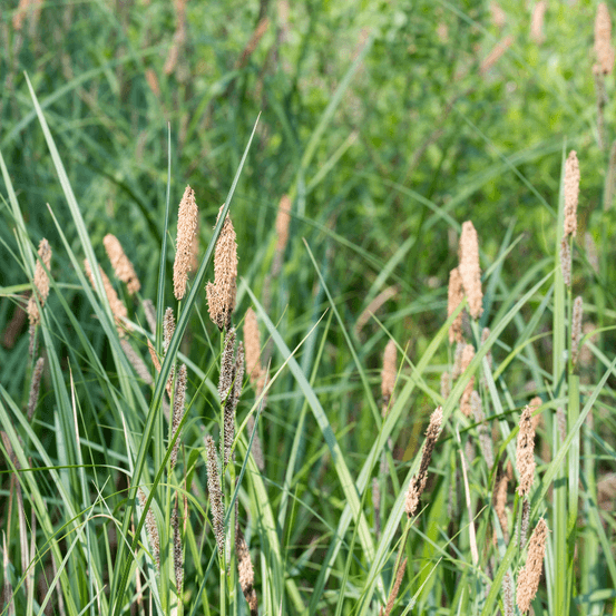 Laîche pendante - carex pendula 50/60 cm pot 3l
