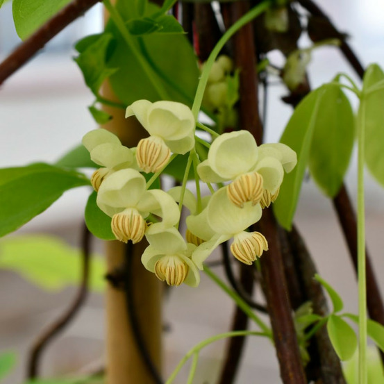 Akebie quinata shirobana, akebia pot de 1,5l - tuteur bambou 30/60 cm