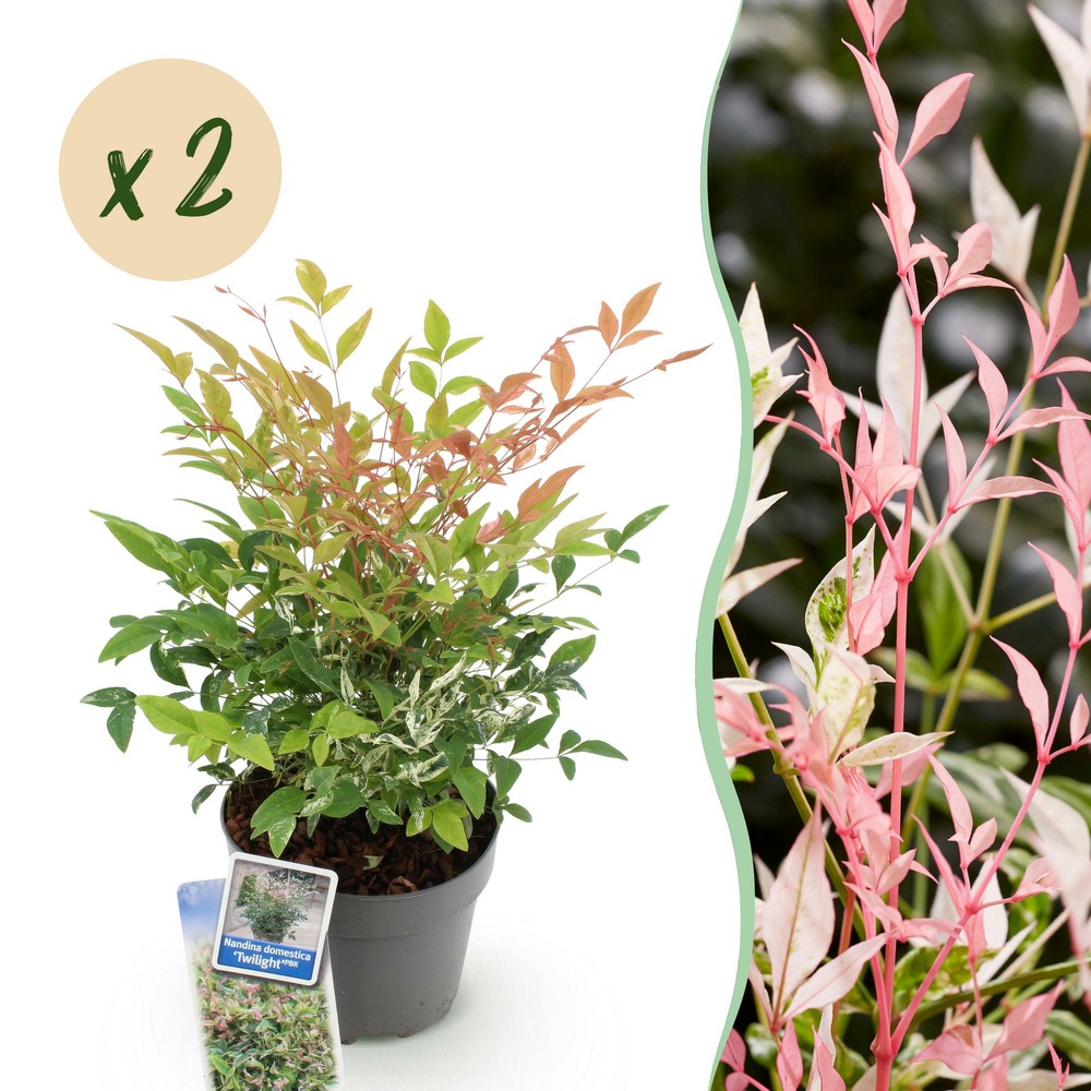 Nandina twilight – lot de 2 – pot 17 cm – hauteur 45 cm