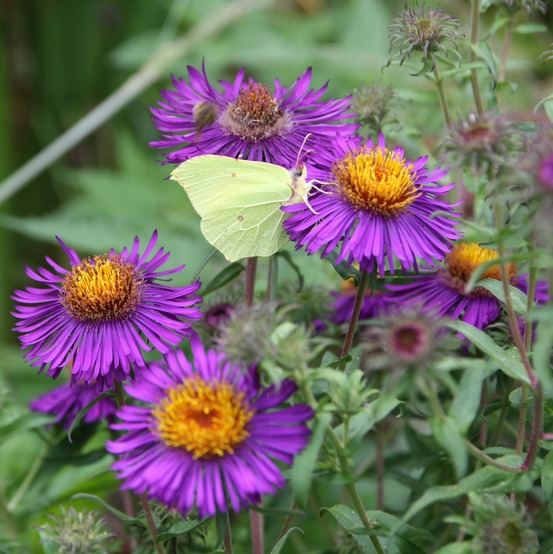 Aster de la nouvelle-angleterre 'violetta' godet de 8/9 cm