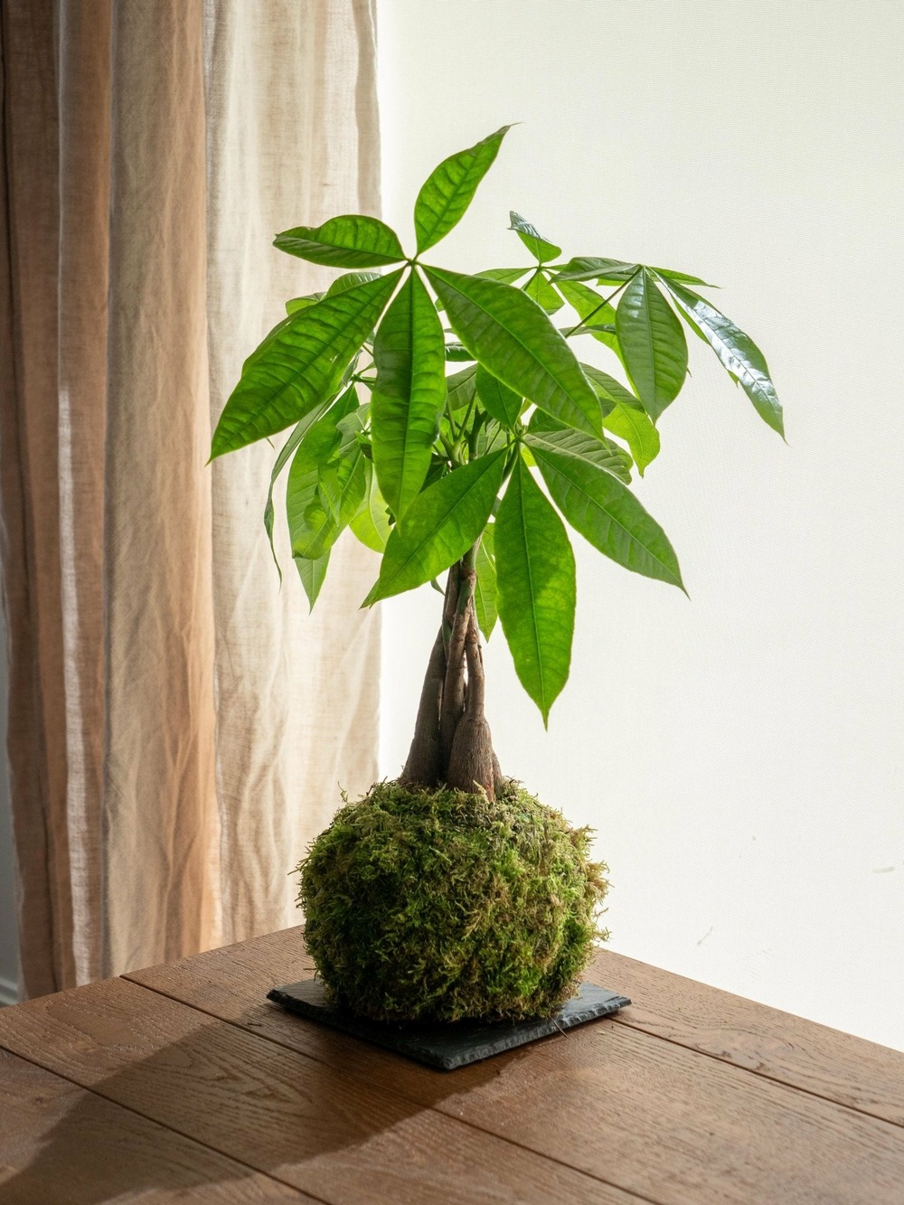 Kokedama - pachira