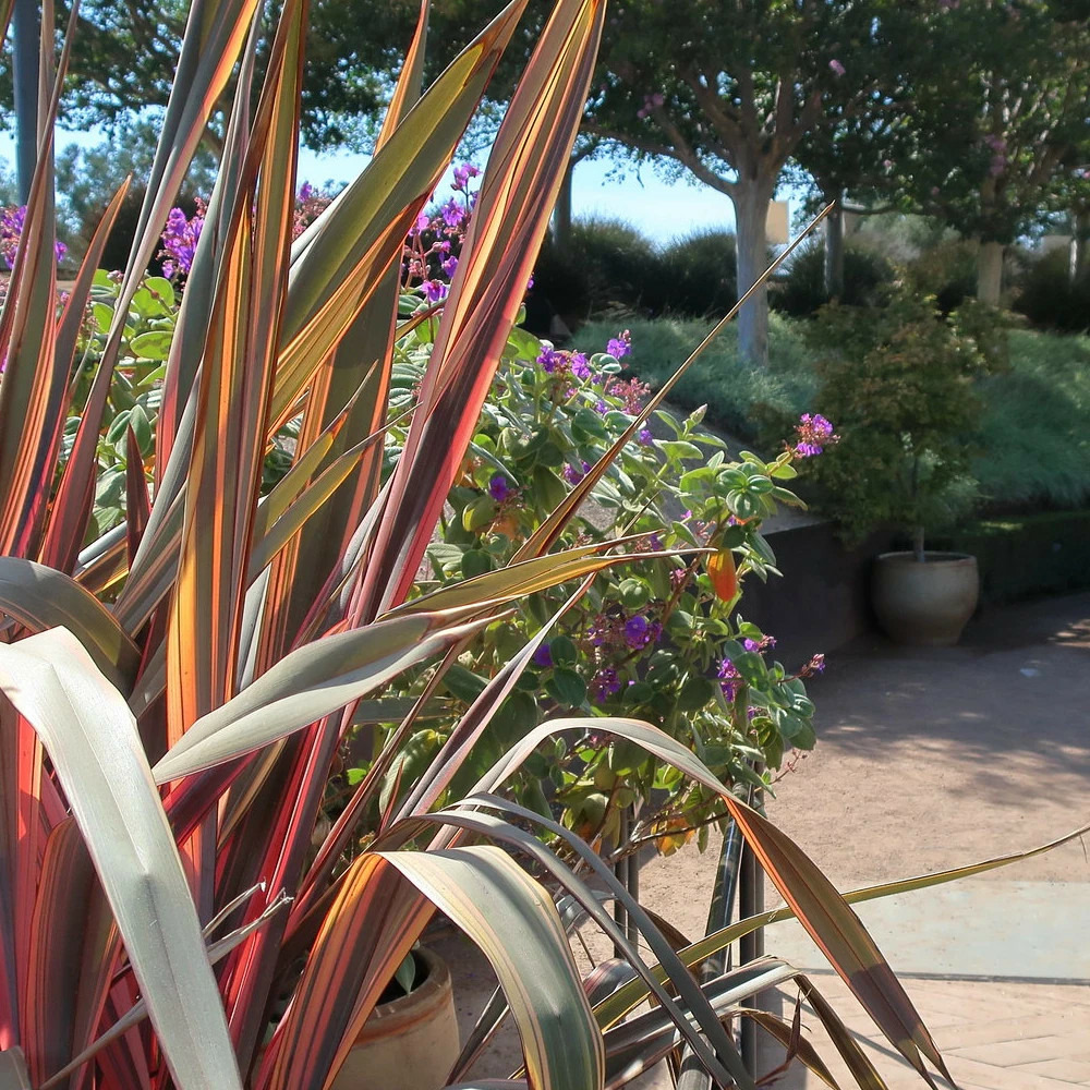 Lin de nouvelle-zélande flamingo, phormium pot de 4l - 20/40 cm