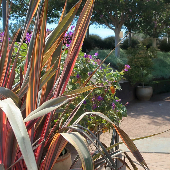 Lin de nouvelle-zélande flamingo, phormium pot de 4l - 20/40 cm