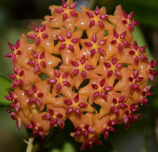 Hoya valmayoriana (fleur de porcelaine, fleur de cire) orange - taille pot de 2 litres - 20/40 cm