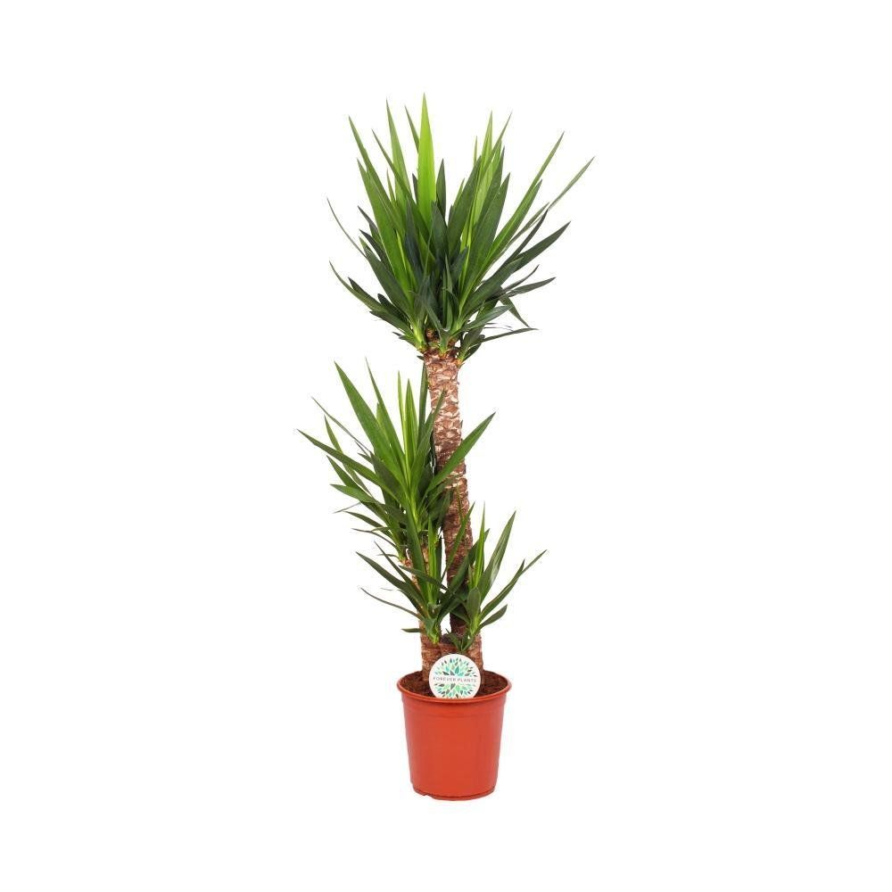 Yucca elephantipes