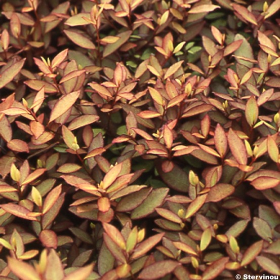 Pseudowintera colorata pot de 2l/3l