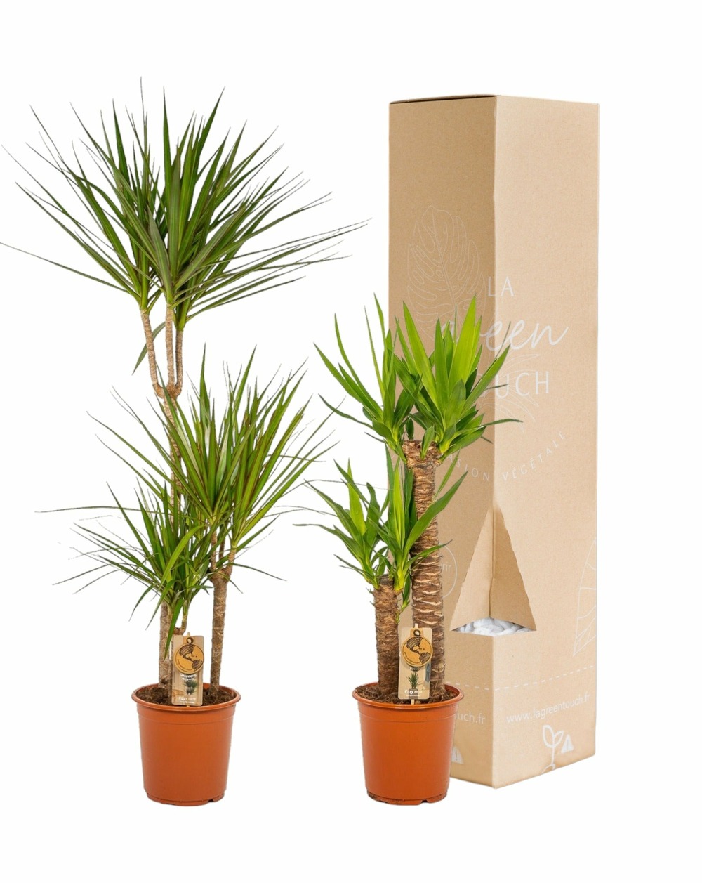 Coffret yucca, dracaena - lot de 2 plantes 120cm - plante d'intérieur
