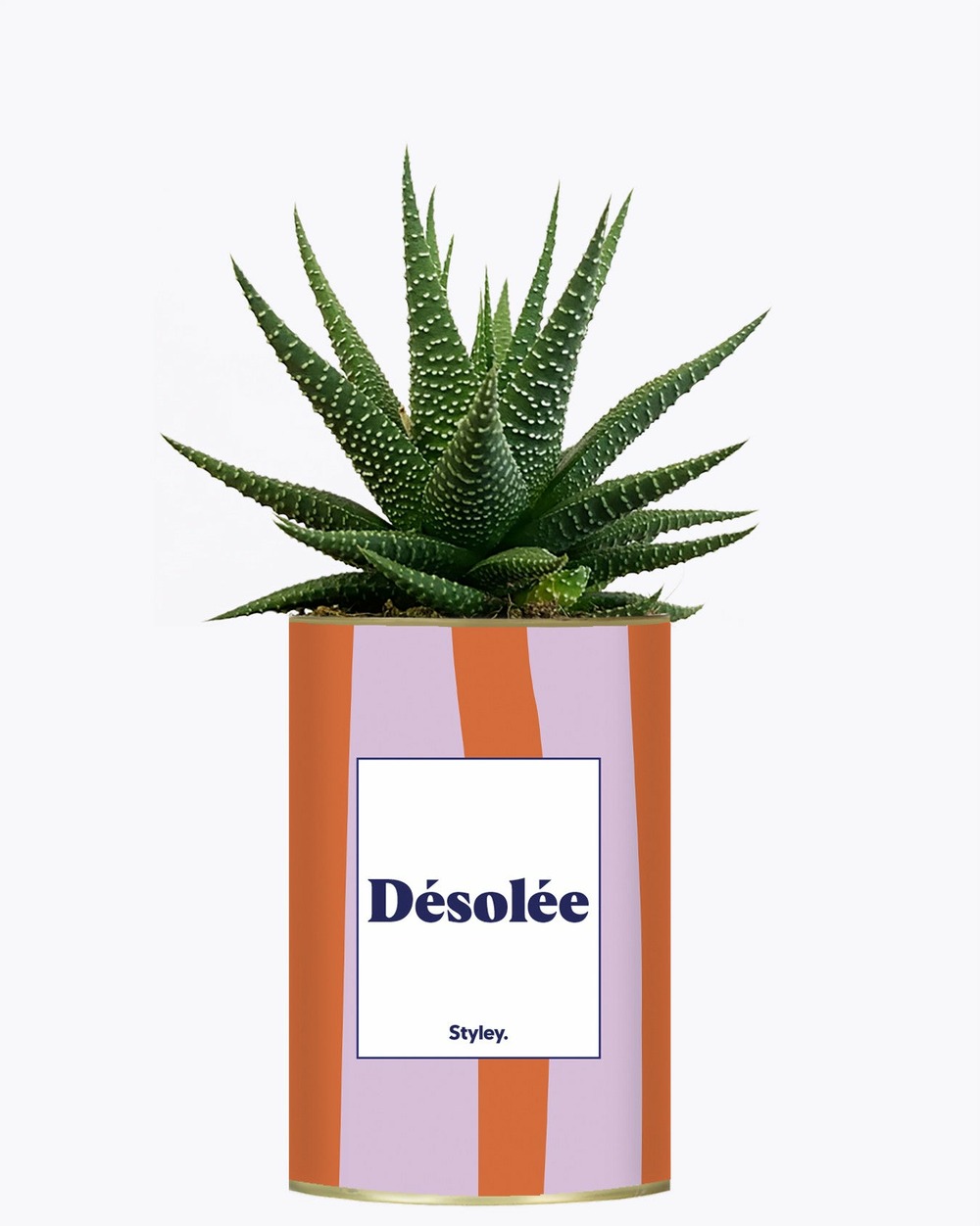 Plante personnalisée - désolée - cactus