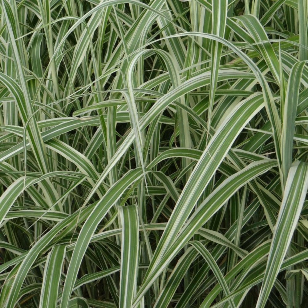 Miscanthus, roseau de chine cosmopolitan lot de 5 godets