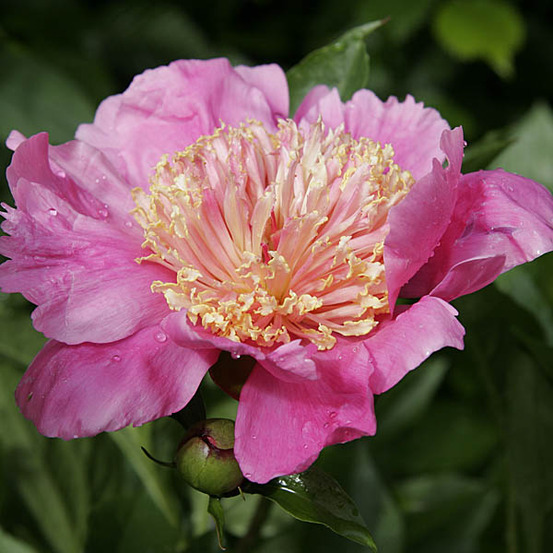 Pivoine de chine 'doreen' pot de 3l/4l