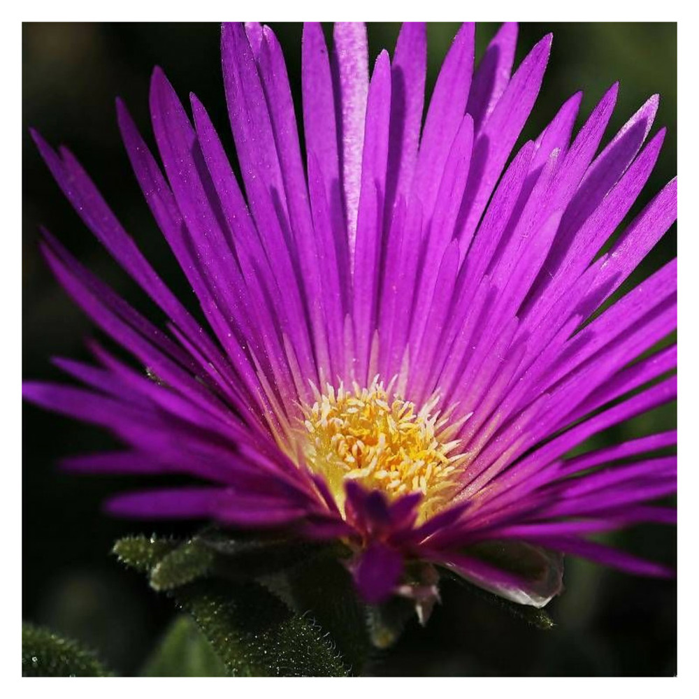 Delosperma cooperi, pourpier vivace lot de 3 godets