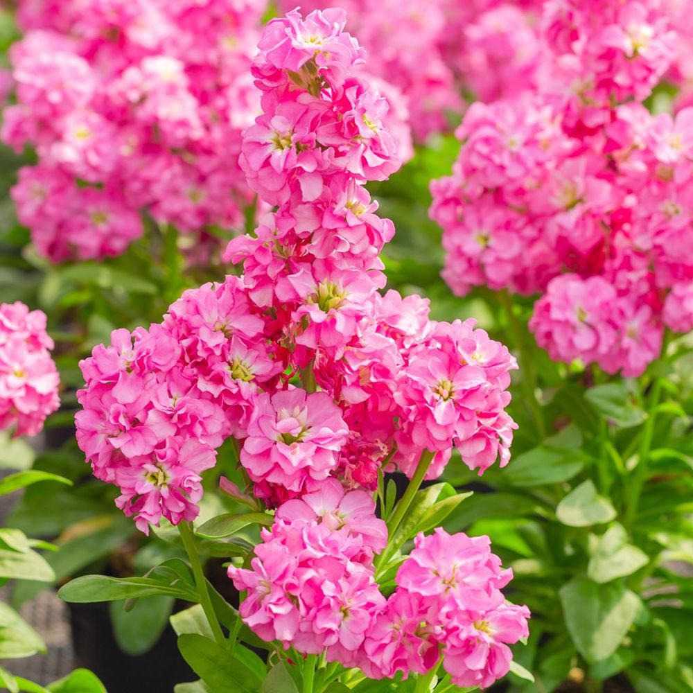 Giroflée quarantaine 'heritage pink' mini-motte ø 1,5/2,5 cm, plant vert de 3 à 5 cm de haut environ (par 5)
