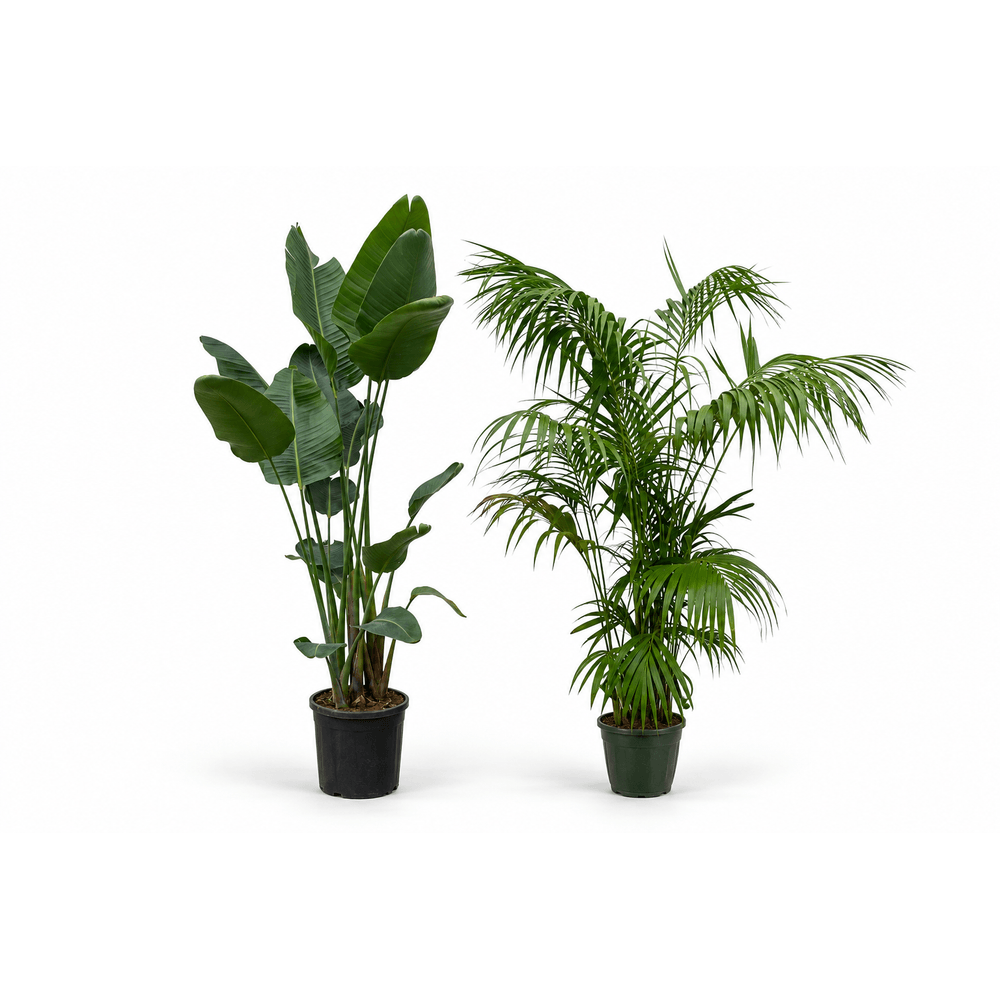 Loft majestueux — strelitzia nicolai et kentia — lot de 2 plantes