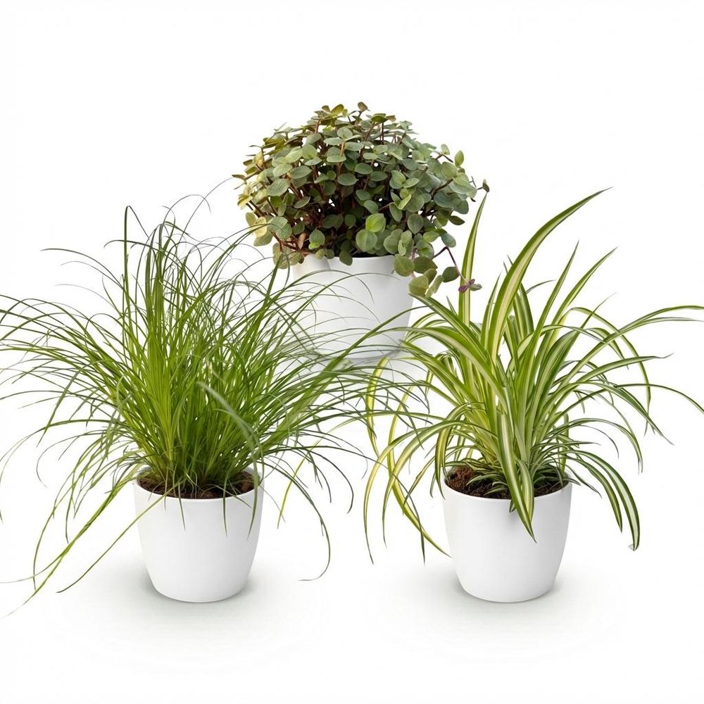 Cyperus - calissia - chlorophytum - pet-friendly - pot de 12cm - hauteur 20cm