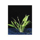 Plante aquatique : Echinodorus Quadricostatus en pot