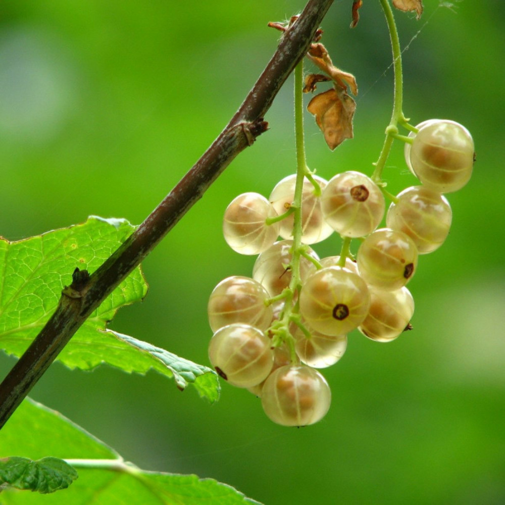 Groseillier à grappes hollande blanche pot de 5l - 40/80 cm