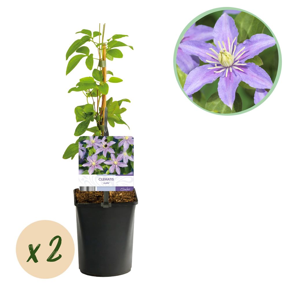 Clématite 'justa' - pot 11 cm - hauteur 40 cm - plante d'extérieur
