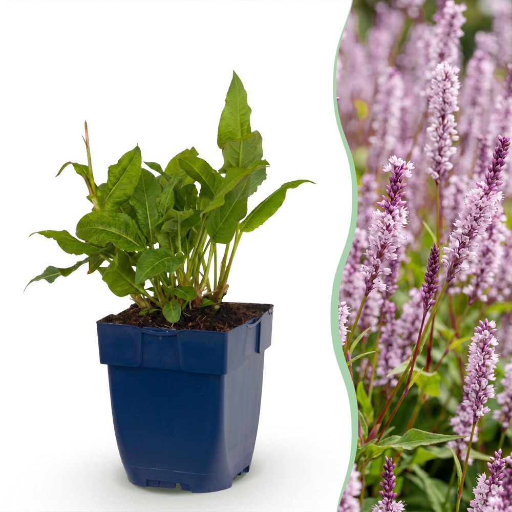 Renouée 'rosea' - lot de 3 - pot 11 cm - hauteur 25 cm