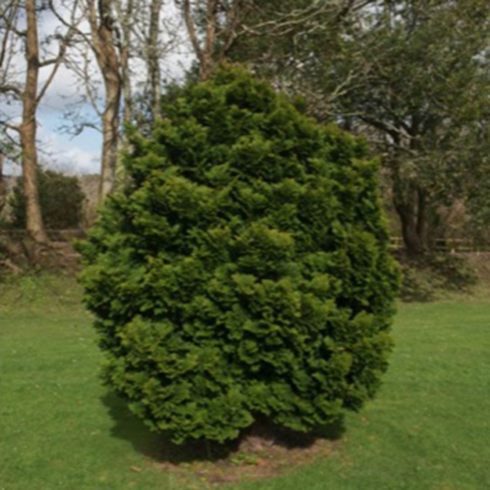 Faux cyprès du japon 'nana gracilis' (chamaecyparis obtusa 'nana gracilis')