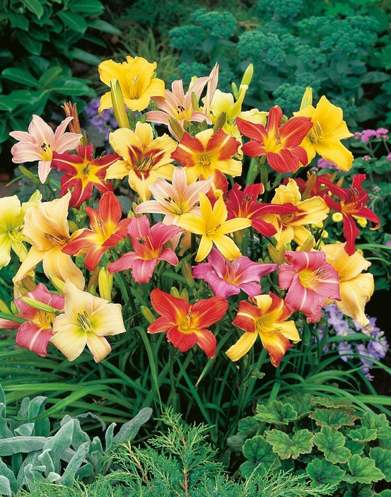 Lys perpetuels en melange - 5 bulbes