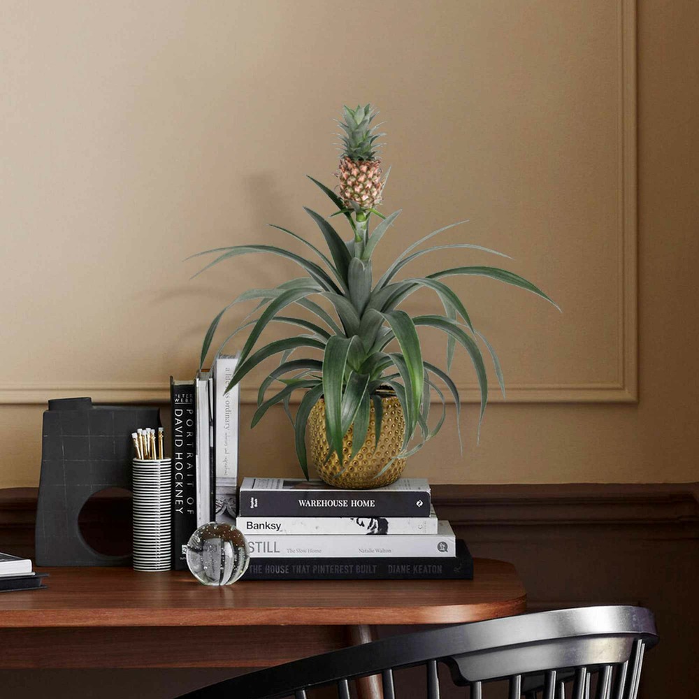 Ananas comosus - le pot / ø 12cm / hauteur livrée 35-40cm