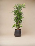 Plante d'intérieur - dracaena eve 160cm